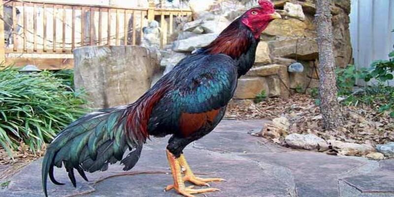 Cách nhận biết gà chiến bất bại cho cược thủ