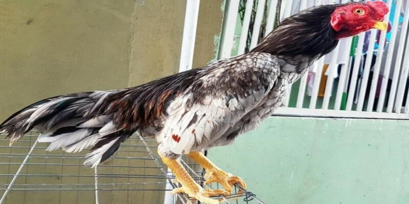 Cơ hội đổi đời nếu sở hữu một con gà Asil háu chiến 
